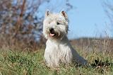 WESTIE 224